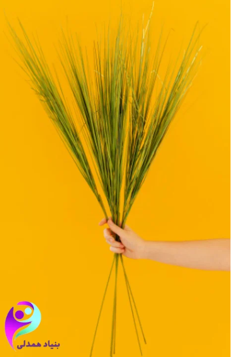 گیاه گندم سبز برای بیماران سرطانی