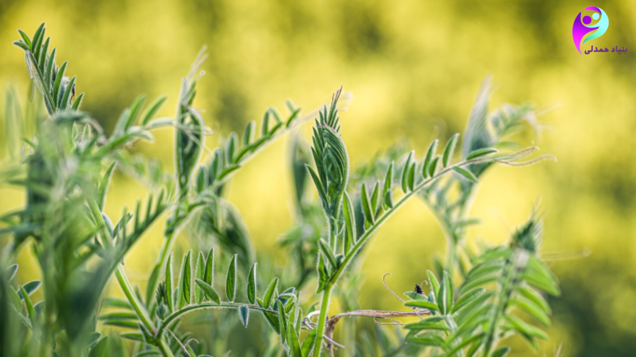 گیاه گندم سبز برای بیماران سرطانی