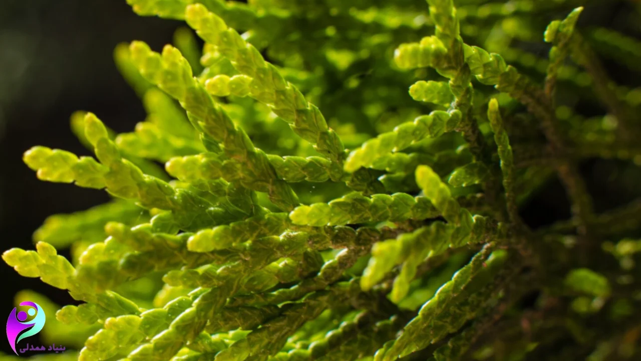 نقش اسپیرولینا در درمان حمایتی سرطان