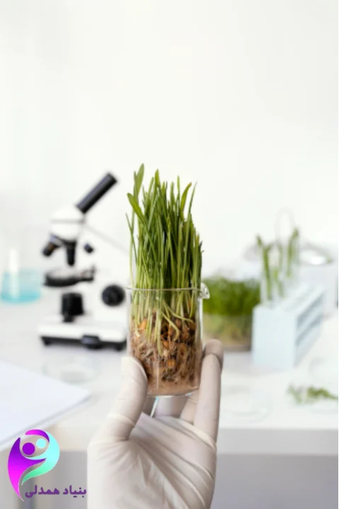 گیاه گندم سبز برای بیماران سرطانی