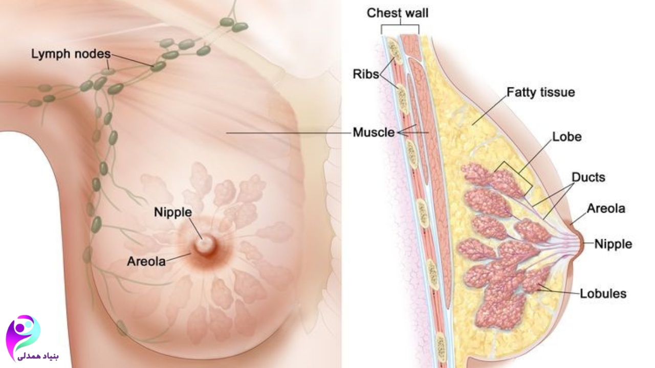 غربالگری پستان چیست